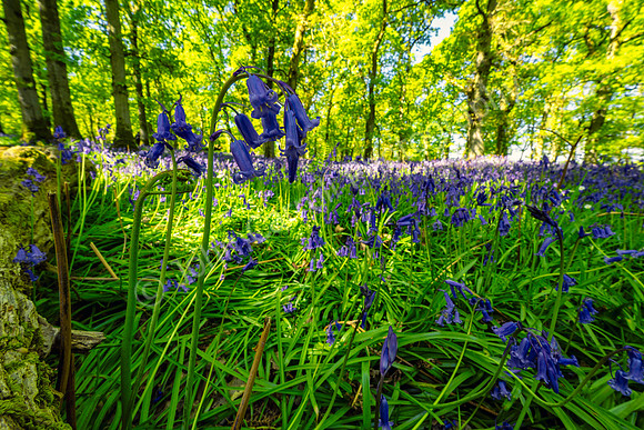 Kinclaven Bluebells - 080525 ONE