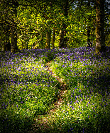 Kinclaven Bluebell Woods - 080525 SIX