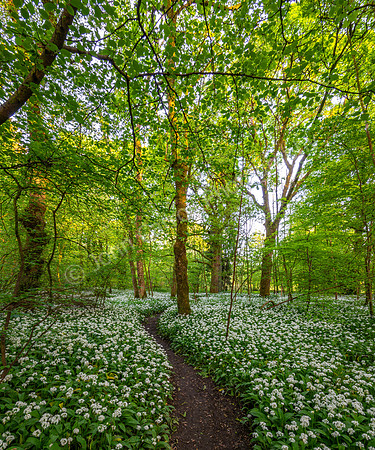 Glazert Wood, Lennoxtown - 090524 - ONE