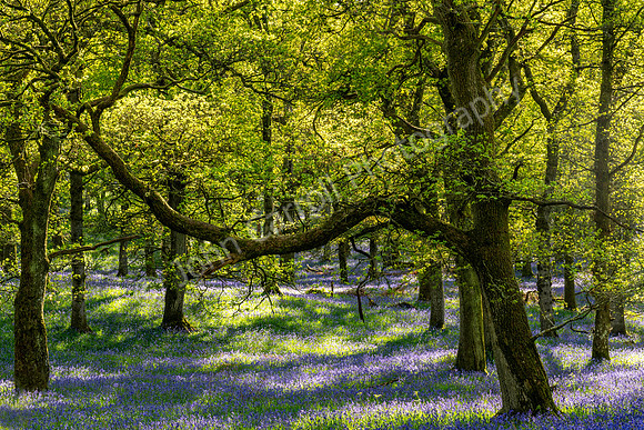 Kinclaven Woods, Perthshire - 100524 FOUR