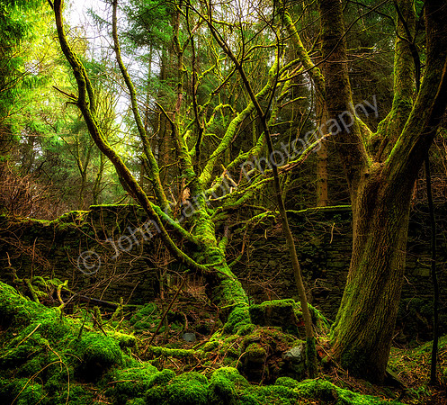 New Lanark Woods