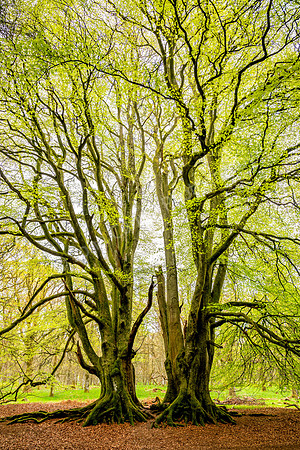 The Witness Trees, Kinclaven Woods, Perthshire 01