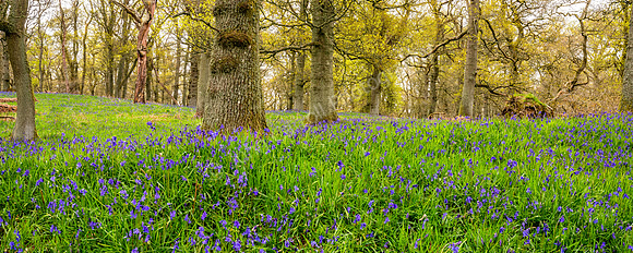 Kinclaven Woods, Perthshire 01