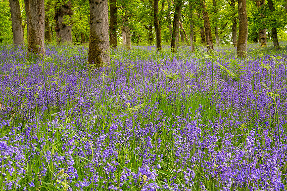 Kinclaven Bluebell Woods 05