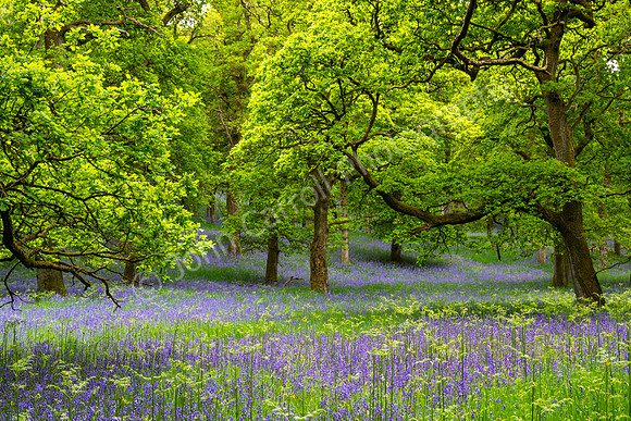 Kinclaven Bluebell Woods 01