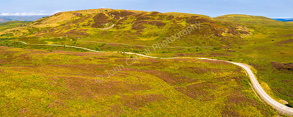 Galloway Heather, Dumfries & Galloway, Scotland