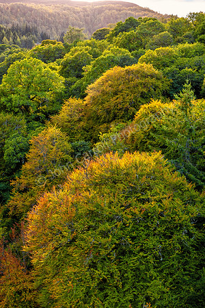 Autumn Trees, Killiecrankie, Scotland
