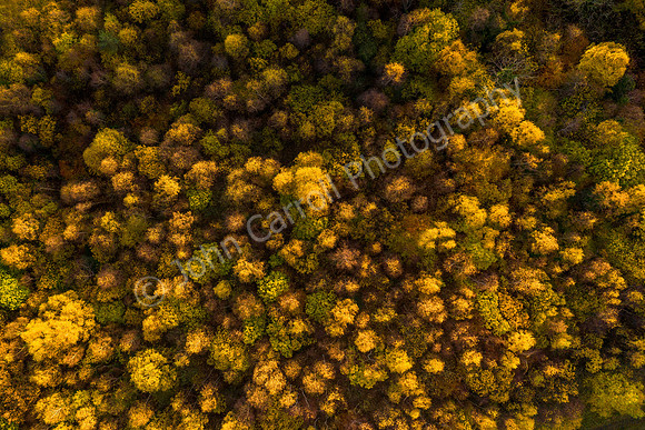 Autumn Trees, Bothwell